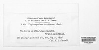 Triphragmium clavellosum image